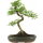 Chinese elm, Bonsai, 13 years, 51cm