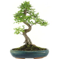 Chinese elm, Bonsai, 13 years, 52cm