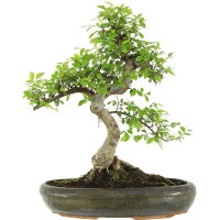 Chinese elm, Bonsai, 13 years, 47cm