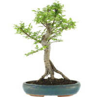 Chinese elm, Bonsai, 13 years, 56cm