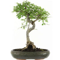Chinese elm, Bonsai, 13 years, 50cm