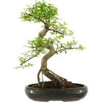 Chinese elm, Bonsai, 13 years, 53cm