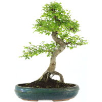 Chinese elm, Bonsai, 13 years, 53cm