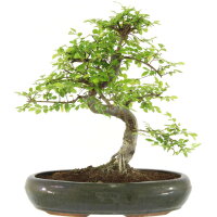 Chinese elm, Bonsai, 13 years, 43cm