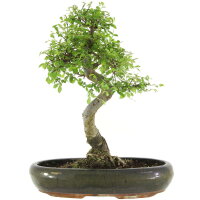 Chinese elm, Bonsai, 13 years, 46cm