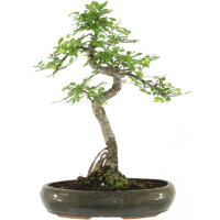 Chinese elm, Bonsai, 13 years, 54cm