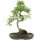 Chinese elm, Bonsai, 13 years, 54cm