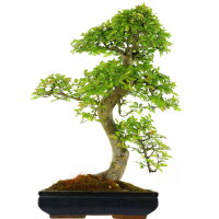 Chinese elm, Bonsai, 16 years, 72cm