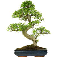 Chinese elm, Bonsai, 16 years, 67cm
