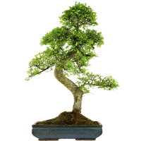 Chinese elm, Bonsai, 16 years, 77cm