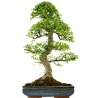Chinese elm, Bonsai, 16 years, 74cm