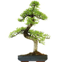 Chinese elm, Bonsai, 16 years, 80cm