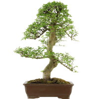 Chinese elm, Bonsai, 18 years, 78cm
