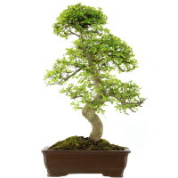 Chinese elm, Bonsai, 18 years, 77cm