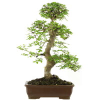 Chinese elm, Bonsai, 18 years, 77cm