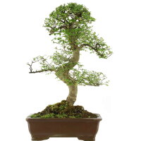 Chinese elm, Bonsai, 18 years, 72cm