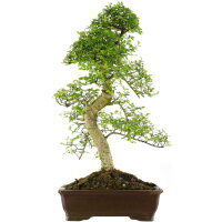 Chinese elm, Bonsai, 18 years, 83cm