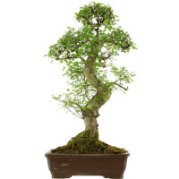 Chinese elm, Bonsai, 18 years, 85cm