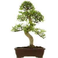 Chinese elm, Bonsai, 18 years, 73cm