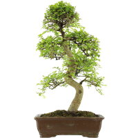 Chinese elm, Bonsai, 18 years, 76cm