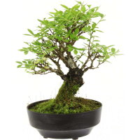 Japanese elm, Bonsai, 9 years, 23cm
