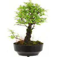 Japanese elm, Bonsai, 9 years, 24cm