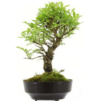 Japanese elm, Bonsai, 9 years, 25cm