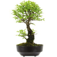 Japanese elm, Bonsai, 9 years, 26cm