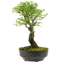 Japanese elm, Bonsai, 9 years, 26cm