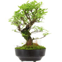 Japanese elm, Bonsai, 9 years, 25cm