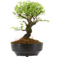 Japanese elm, Bonsai, 9 years, 23cm