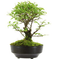 Japanese elm, Bonsai, 9 years, 22cm