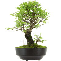 Japanese elm, Bonsai, 9 years, 24cm